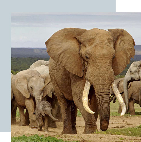 addo-elephant-image